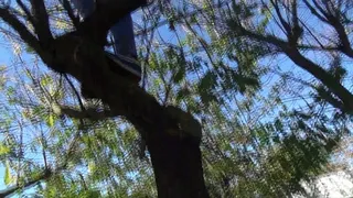 Pissing high on a tree