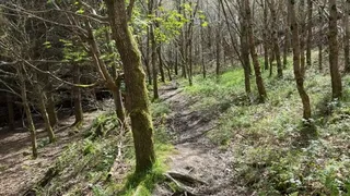 Caught girl peeing in the forest on public