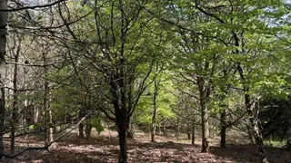 Spying on stranger girl in the forest when she wants to pee