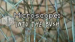 Microscope: Into the Bush