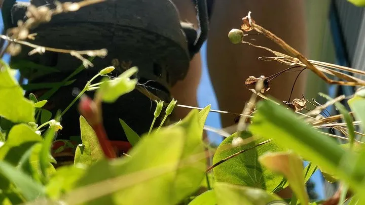 Unaware Giantess Does Yardwork