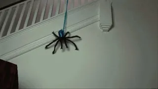 Attack of the Space Spider
