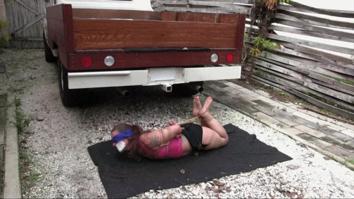 Hogtied In Truck Ready For Transport