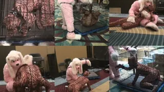 Kitty Fayth & Bondage Bunny Play