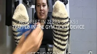 New 20 yr old Talia zebra socks tickling