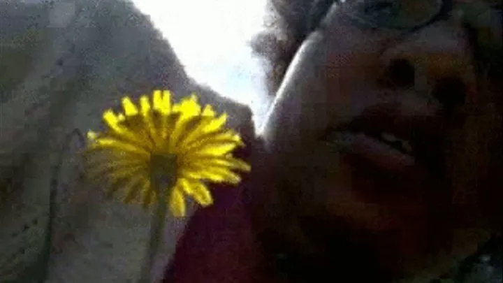 Dandelion sneezes