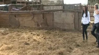 Ice And Sophia Fun In The Barn