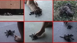 Spider Mishap