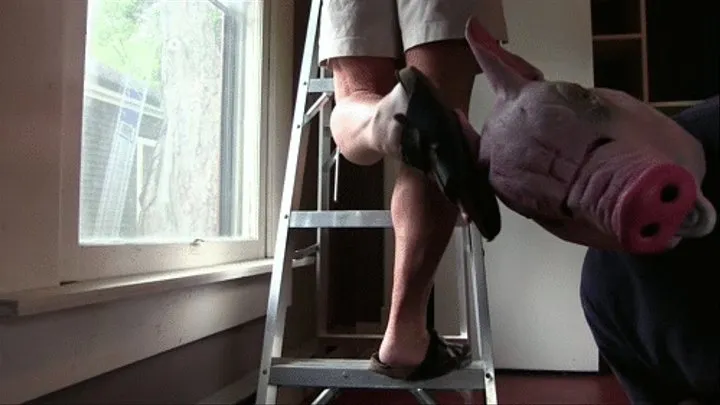 Ironcalves on the stepladder, getting her calves felt by Mr. Pig.