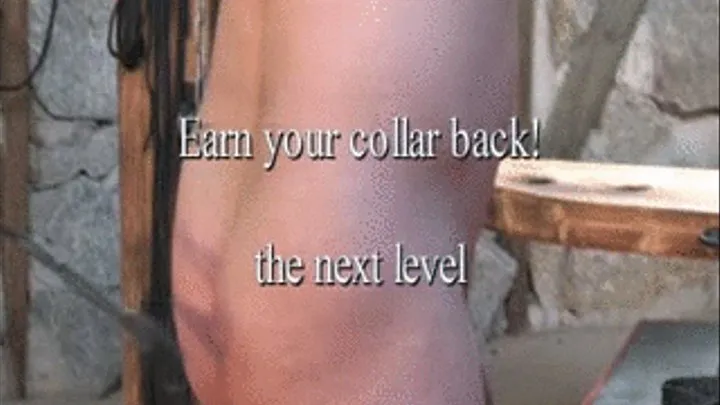 Earn your collar back - Next Level