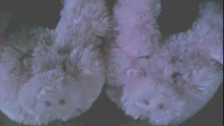 Piggy Slippers