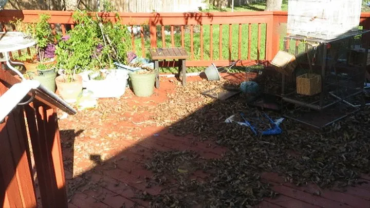 Playing in my garden showing off my ass, legs and fat pussy flashing you while cleaning up my leaves! red lace thong!