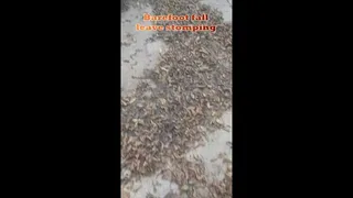 Barefoot Fall Leaves Stomp