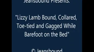 Lizzy Lamb Balltied and Collared - SQ