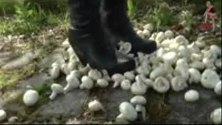 Mushrooms under Boots