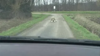 Bear on the Road