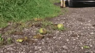 Apples under hard wooden Mules