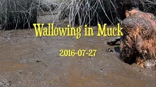 Wallowing in Muck, 2016-07-27