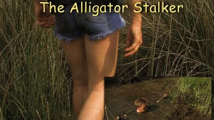 The Alligator Stalker