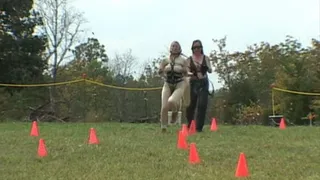 Pony Play: Madam Wilcox and Beauty, Obstacle Course practice 21 September