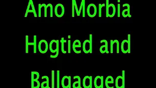 Amo Morbia; Hogtied/Ballgagged