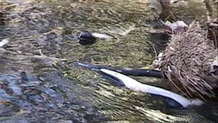 Shoe loss to the river of black & white spectator high heels