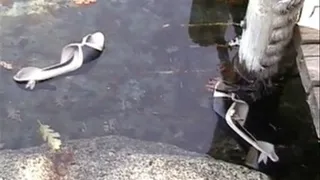 High heels crushed, stomped and IN the water