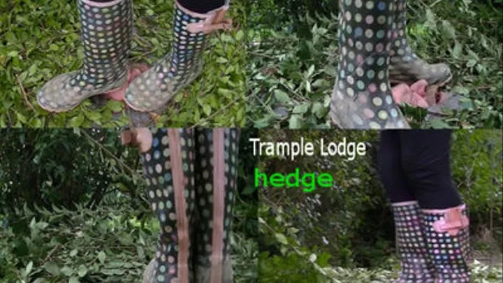 hedge