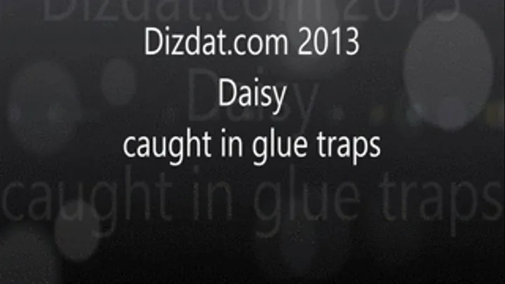 Daisy caught in glue traps