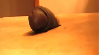 Mistress Crush destroying this worthless cock in her new brown clogs