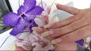 Beloved Violet Orchid & Clear Claws (Standart)