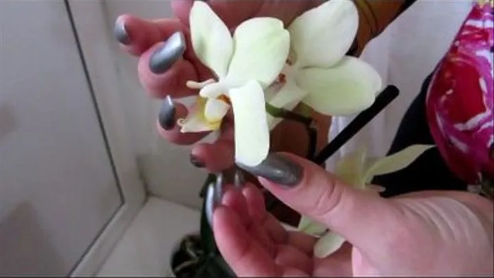 Silver Nails & Orchids (Standart)