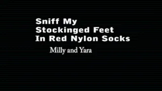 SNIFFING IN MY STOCKINGED RED SILK NYLON FEET