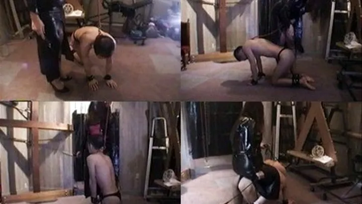 Relentless Humiliation! Mistress Shows Off Ponyboy's New Learned Tricks! - Part 1 ( - AVI Format)