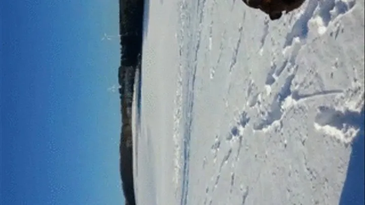 Horse-Fun in the snow