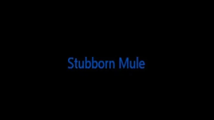 Stubborn Mule