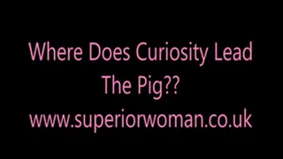 Where Does Curiosity Lead The Pig?