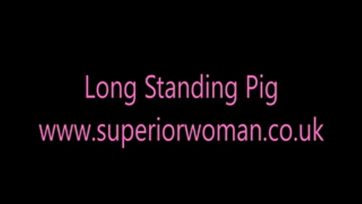 Long Standing Pig