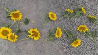 MAN STOMPING BIG FLOWERS