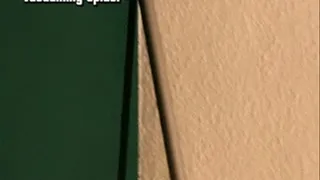 spider vacuuming