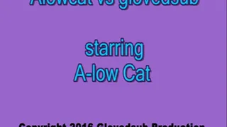 Alowcat wrestles glovedsub