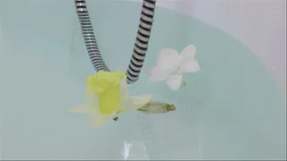 underwater video in bathroom of Anita