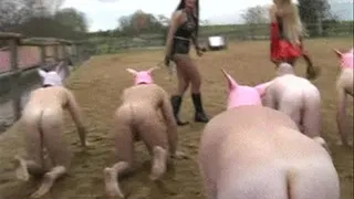 PIG RACING #1