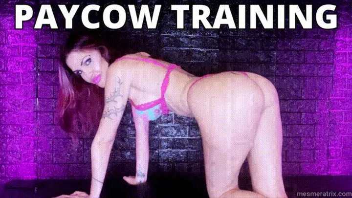 PAYCOW TRAINING