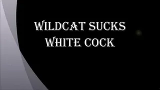 WILDCAT SUCKS WHITE COCKS