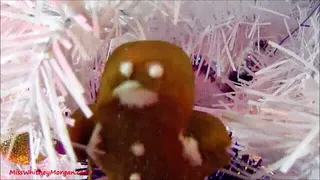 Miss Quin Vs Christmas Gingerbreadmen