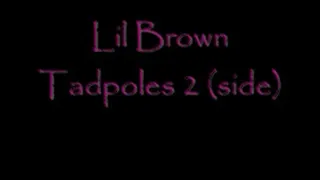 Lil Brown Tadpoles 2 (side) Dialup