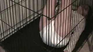 Dolly Messing In Cage.