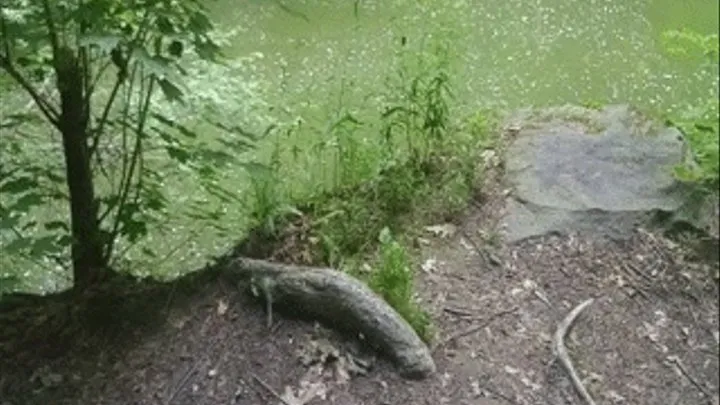 Peeing around the world goal with my hairy pussy - Stop #208 - Amazing Outdoor Park Pee off of a Giant Ledge into a Lake! Recorded with Phone Camera