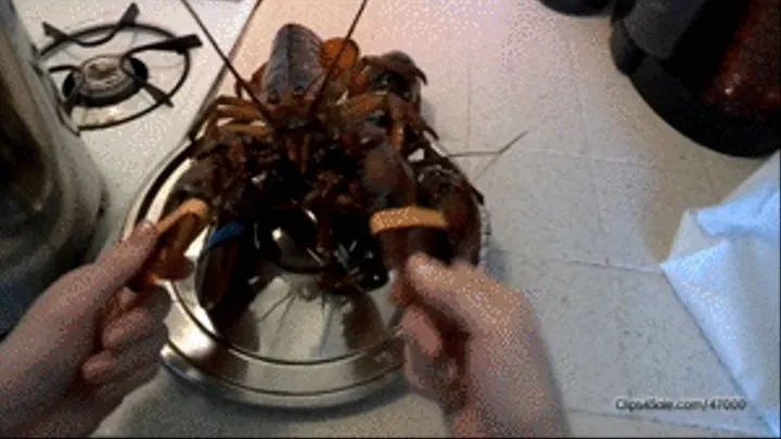 The Angry Whore Lobster Vore 2!